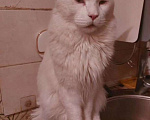 Кошки в Москве: Котята мейн-кун Разнополые, 20 000 руб. - фото 9