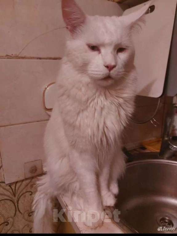 Кошки в Москве: Котята мейн-кун Разнополые, 20 000 руб. - фото 9