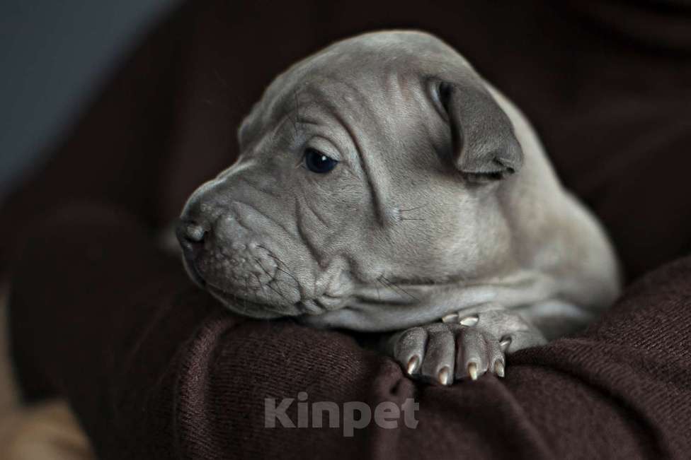 Собаки в других городах Московской области: Щенки Тайского Риджбека Девочка, Бесплатно - фото 7