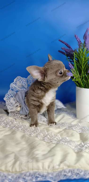 Собаки в Москве: Мини чихуахуа мальчик лилового окраса Мальчик, 50 000 руб. - фото 6