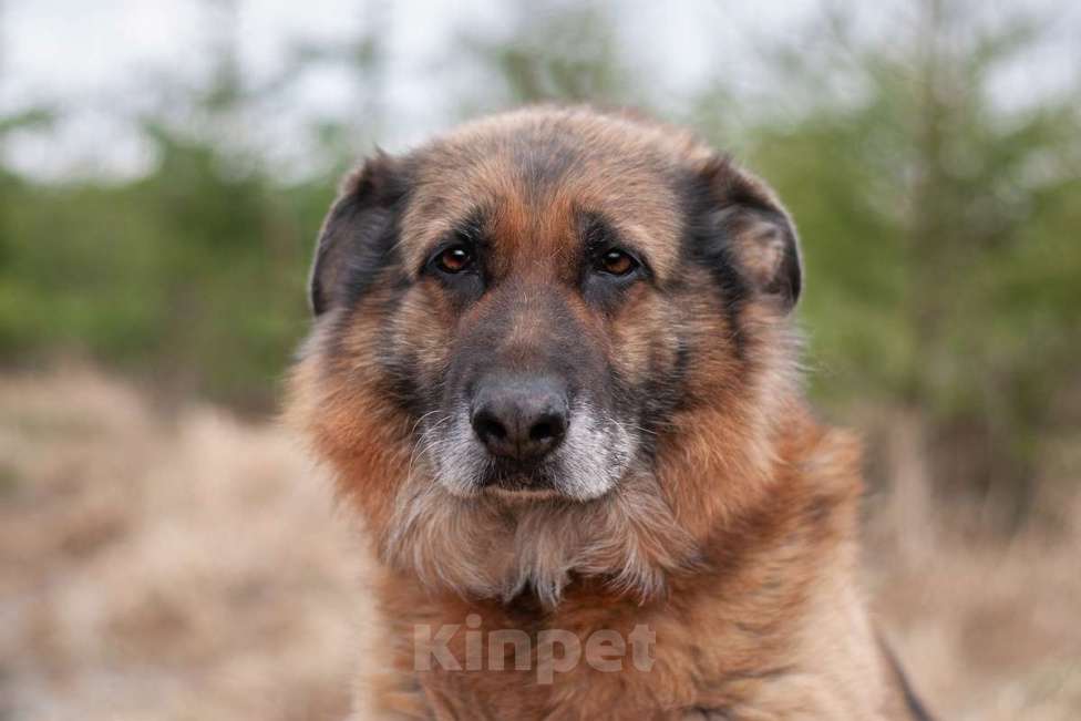 Собаки в Москве: Пожилая немецкая овчарка Шейла в приюте. Забирайте скорее домой Девочка, Бесплатно - фото 3