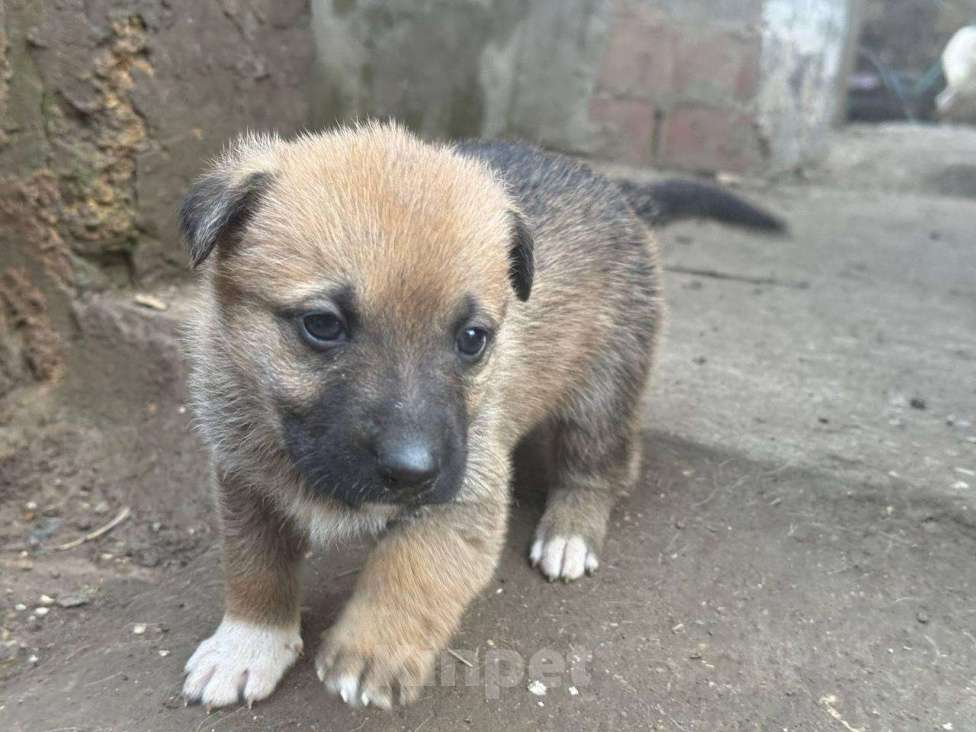Собаки в других городах Крыма: Отдам 5 щенков в добрые руки / Крым, Нижнегорский р-н Разнополые, Бесплатно - фото 1