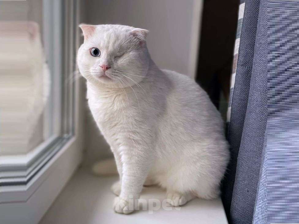 Кошки в Москве: Ласковый шотландский кот Маугли Мальчик, Бесплатно - фото 1