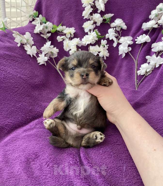 Собаки в Москве: Крупный йорк мальчик чёрный мрамор Мальчик, 60 000 руб. - фото 5