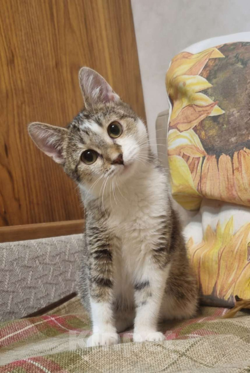 Кошки в Москве: Пухлые щечки и умные глазки Девочка, Бесплатно - фото 2