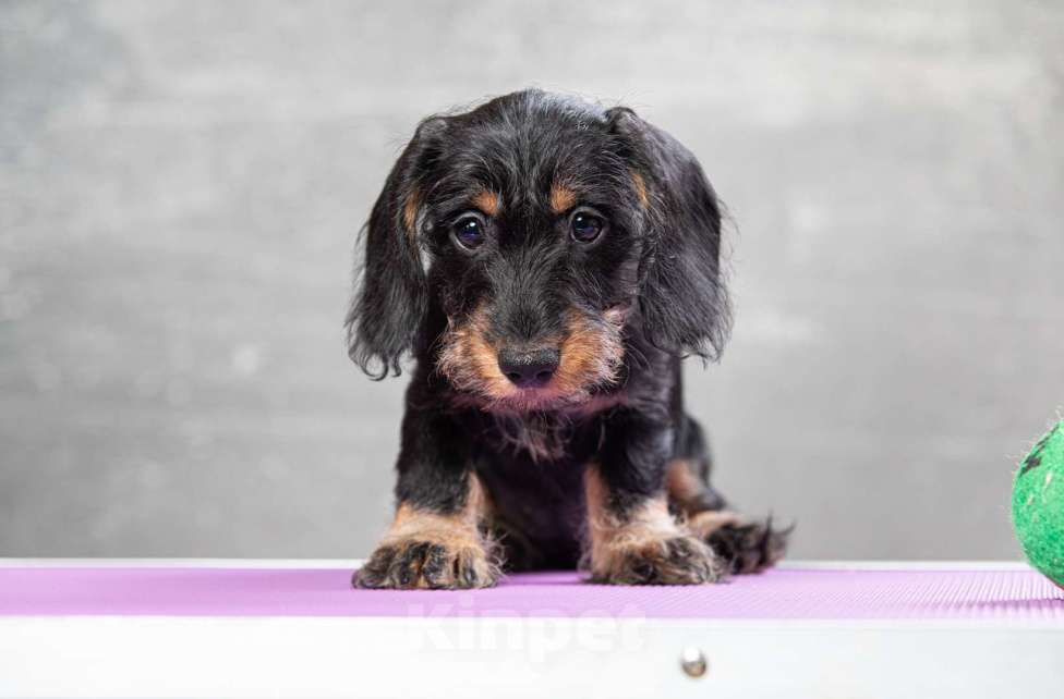 Собаки в Москве: Щенок таксы миниатюрной жесткошерстной, девочка Девочка, 50 000 руб. - фото 8