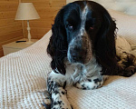 Собаки в Лосином-Петровском: Джек русский спаниель Мальчик, Бесплатно - фото 1