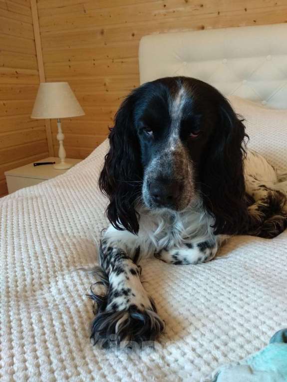 Собаки в Лосином-Петровском: Джек русский спаниель Мальчик, Бесплатно - фото 1