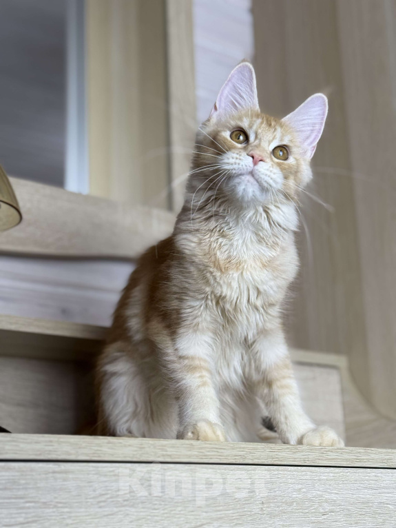 Кошки в других городах Московской области: Фиона Девочка, 45 000 руб. - фото 6