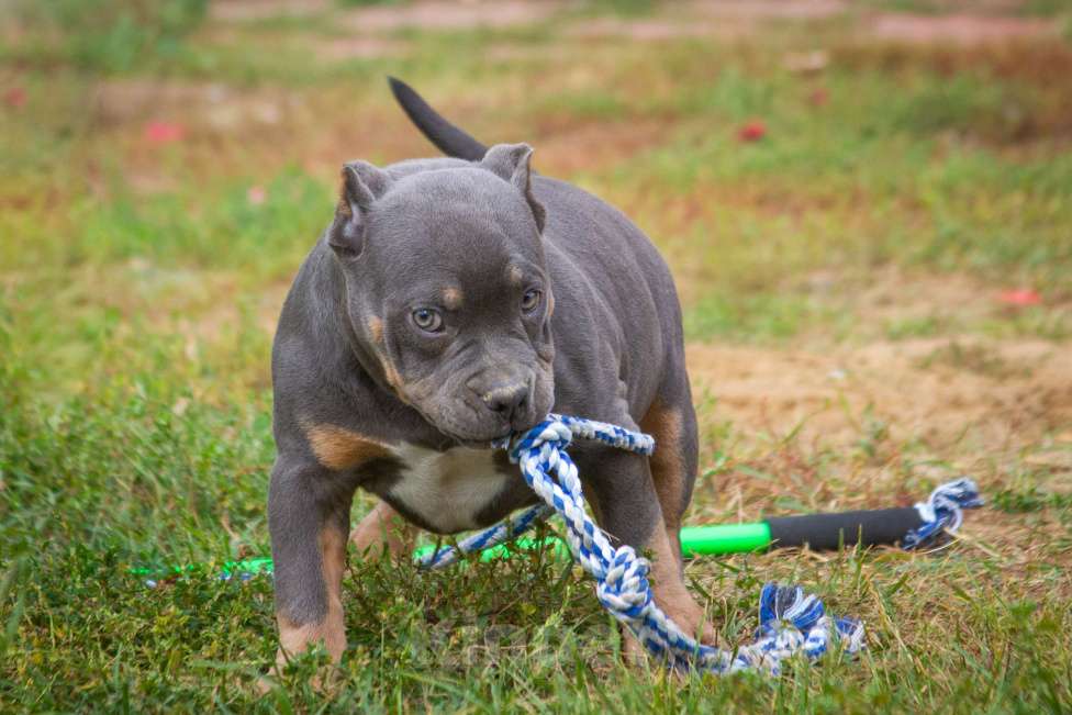 Собаки в других городах Московской области: Американский булли  Мальчик, 160 000 руб. - фото 3
