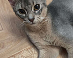 Кошки в Краснодаре: Продается абиссинский котик . голубой окрас Мальчик, 35 000 руб. - фото 5