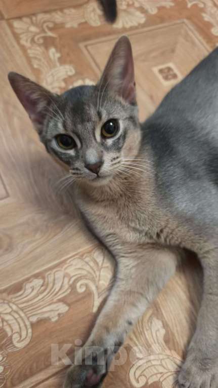 Кошки в Краснодаре: Продается абиссинский котик . голубой окрас Мальчик, 35 000 руб. - фото 5