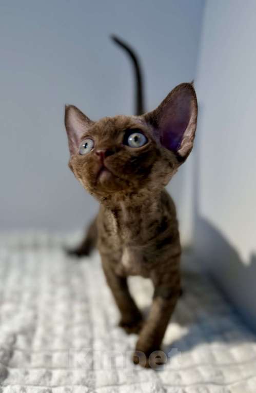 Кошки в Москве: Котята Девон-Рекс Девочка, 120 000 руб. - фото 2