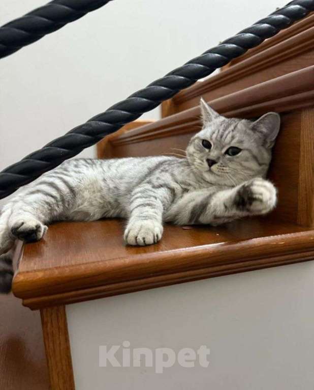 Кошки в Москве: Шотландского котенка выкинули Мальчик, Бесплатно - фото 3