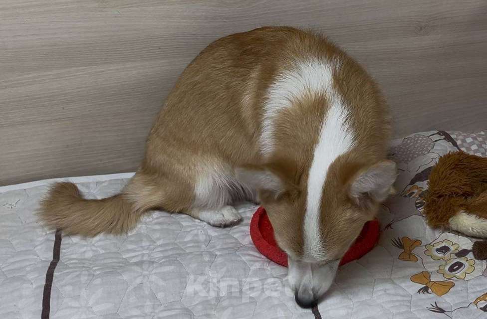 Собаки в Москве: Вельш корги пемброк девочка с хвостиком Девочка, 25 000 руб. - фото 4