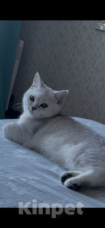 Кошки в других городах Иркутской области: Ирбис ищет красотку Мальчик, 1 000 руб. - фото 3