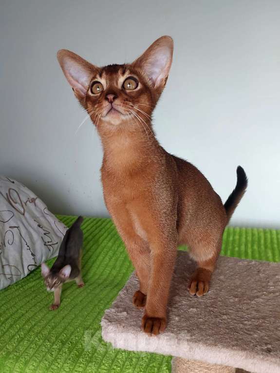 Кошки в Москве: Абиссинская красавица Девочка, 70 000 руб. - фото 6