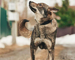 Собаки в Лосином-Петровском: Джед валентинка в добрые руки Мальчик, Бесплатно - фото 9