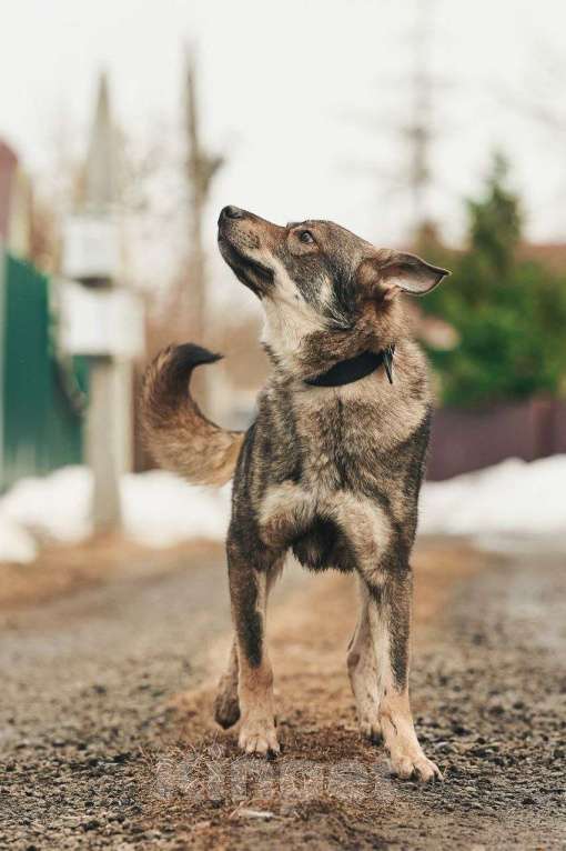 Собаки в Лосином-Петровском: Джед валентинка в добрые руки Мальчик, Бесплатно - фото 9