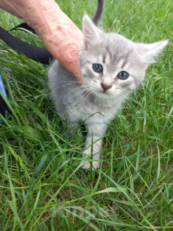 Кошки в Ногинске: Котята в добрые руки Разнополые, Бесплатно - фото 9