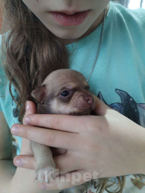 Собаки в Москве: Щенок чихуахуа Мальчик, 10 000 руб. - фото 3