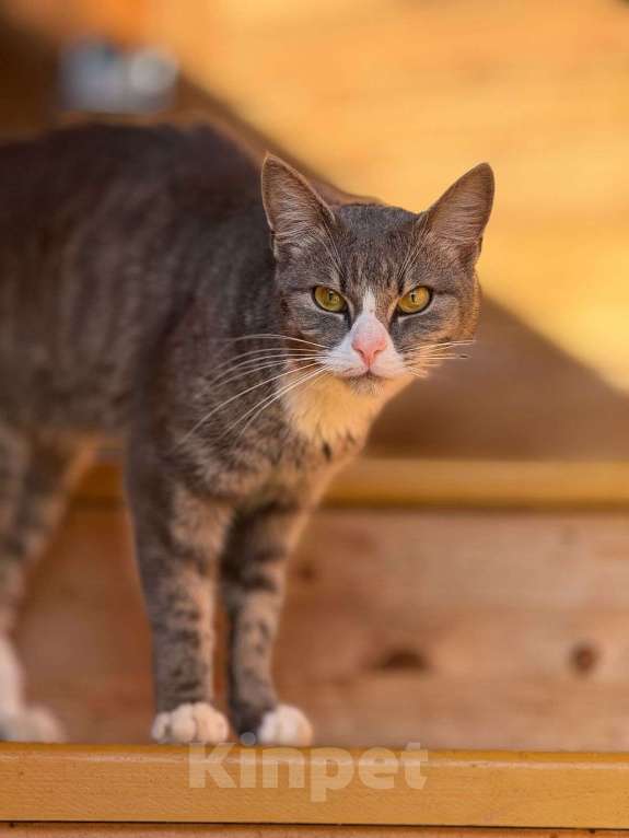 Кошки в Москве: Тимон Мальчик, Бесплатно - фото 5