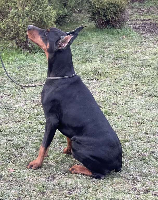 Собаки в Москве: Добердевочка  Девочка, 75 000 руб. - фото 1