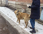 Собаки в Нижнем Новгороде: В добрые руки Мальчик, Бесплатно - фото 3