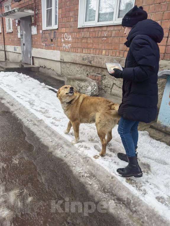 Собаки в Нижнем Новгороде: В добрые руки Мальчик, Бесплатно - фото 3