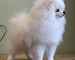 Собаки в Москве: Померанский шпиц, щенок Мальчик, 55 000 руб. - фото 3