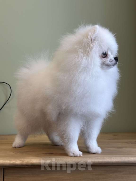 Собаки в Москве: Померанский шпиц, щенок Мальчик, 55 000 руб. - фото 3