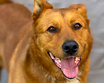 Собаки в Балашихе: Рыжее Счастье в добрые руки Мальчик, Бесплатно - фото 4