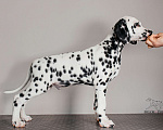 Собаки в Москве: Щенок ДАЛМАТИНА 4 месяца Мальчик, 100 000 руб. - фото 7