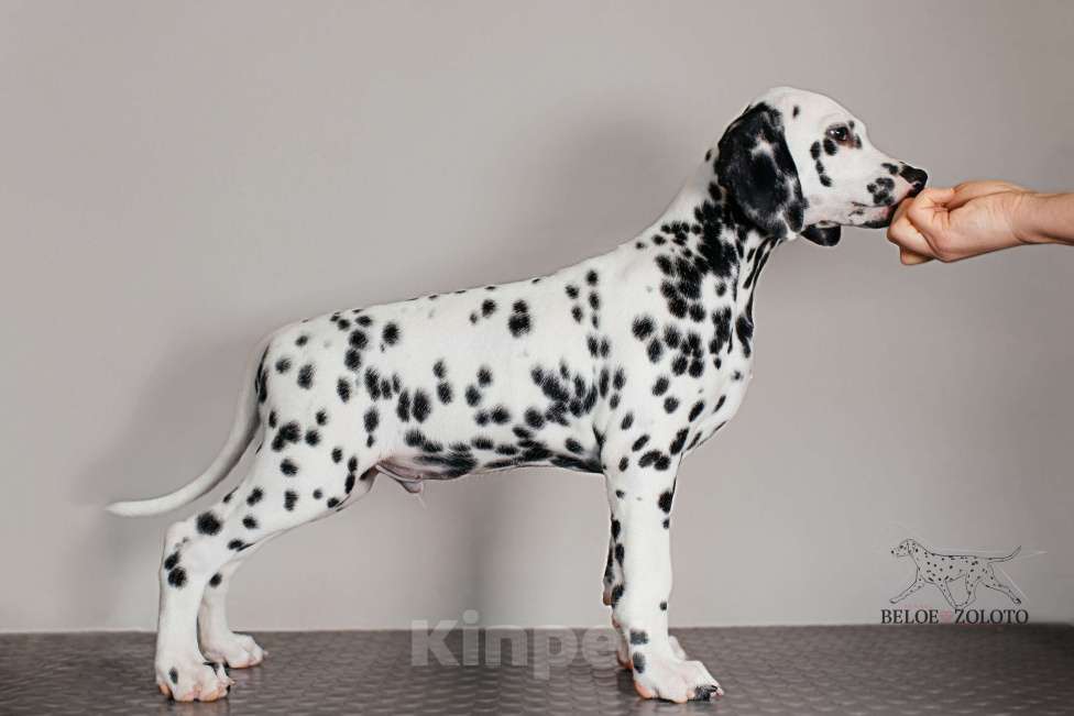 Собаки в Москве: Щенок ДАЛМАТИНА 4 месяца Мальчик, 100 000 руб. - фото 7