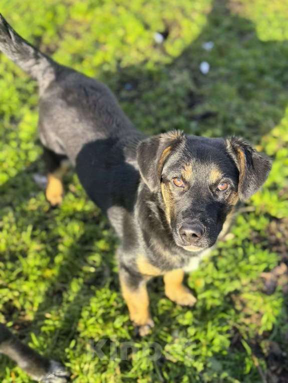 Собаки в Лосином-Петровском: Батлер якутенок Мальчик, Бесплатно - фото 2