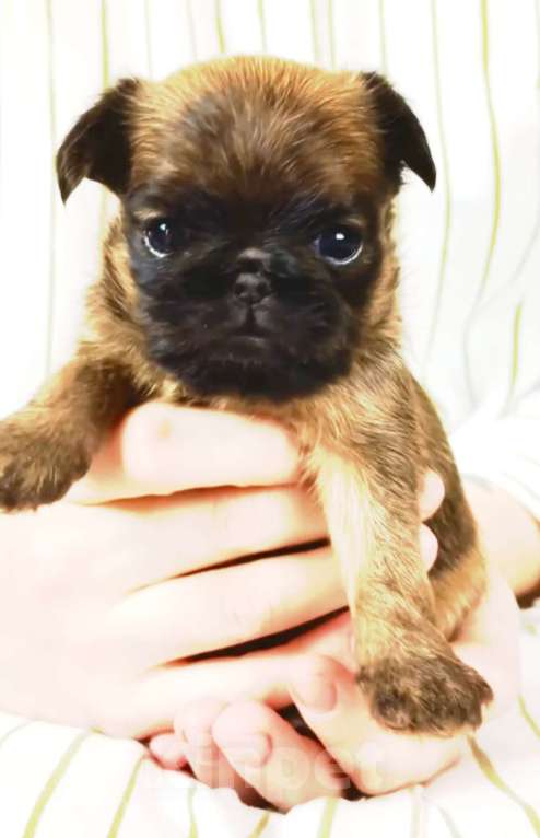 Собаки в Москве: ЛИЛА Девочка, 90 000 руб. - фото 1