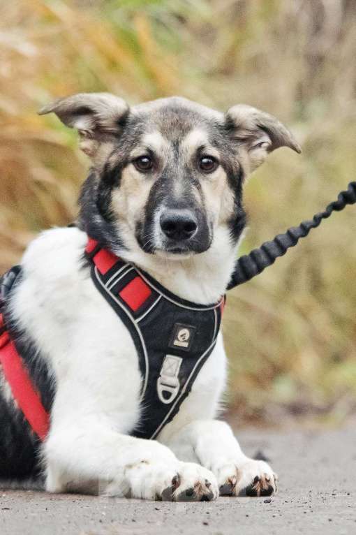 Собаки в Москве: Меня зовут Том и я ищу семью, где буду любим и счастлив Мальчик, 10 руб. - фото 1