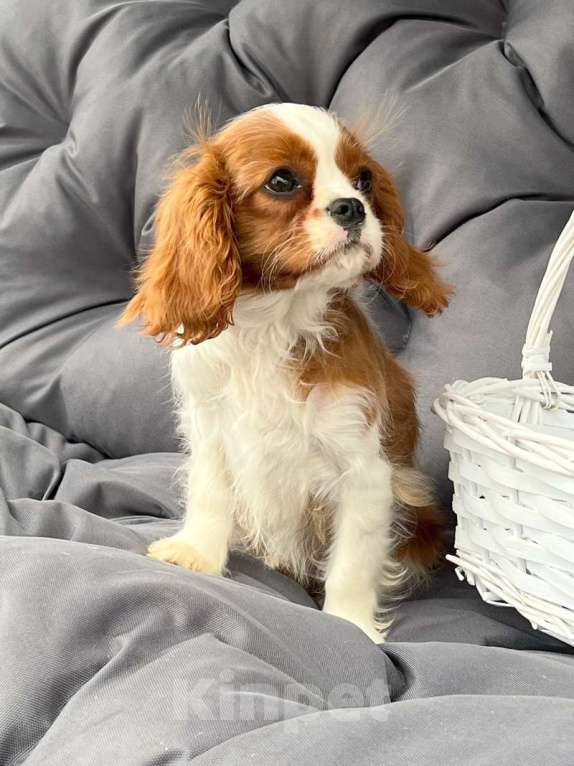 Собаки в Санкт-Петербурге: БЕСТ ИЛРЕАН ЛУКЕРЬЯ Девочка, 160 000 руб. - фото 1