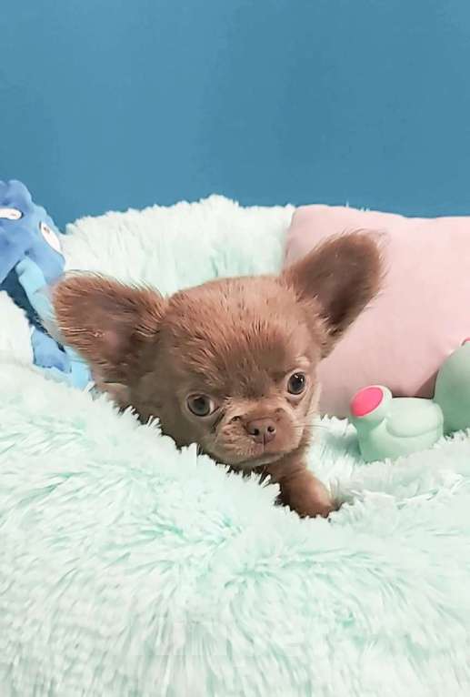 Собаки в Новосибирске: Длинношерстный лиловый мини-мальчик! Мальчик, Бесплатно - фото 2