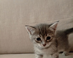 Кошки в Самаре: красивые котята бесплатно Девочка, Бесплатно - фото 1
