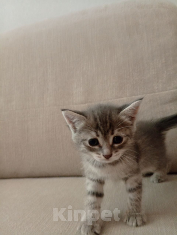 Кошки в Самаре: красивые котята бесплатно Девочка, Бесплатно - фото 1
