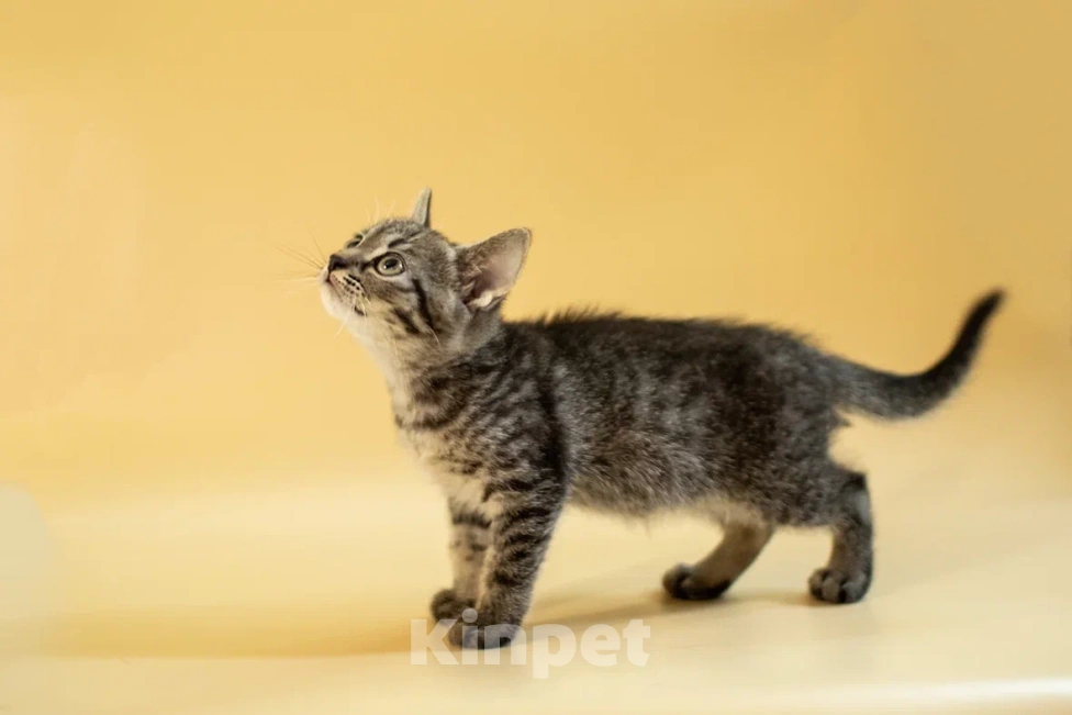 Кошки в Москве: Крошка Спрайт ищет дом!💚 Мальчик, Бесплатно - фото 5