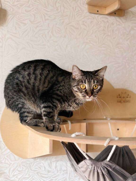 Кошки в Балашихе: Гренка Девочка, Бесплатно - фото 4