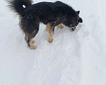Собаки в других городах Ленинградской области: Пушистое чудо Девочка, Бесплатно - фото 6