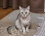 Кошки в Астрахани: Кошка в добрые руки Девочка, Бесплатно - фото 1