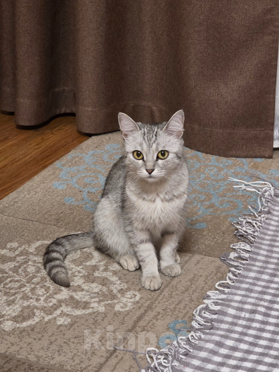 Кошки в Астрахани: Кошка в добрые руки Девочка, Бесплатно - фото 1