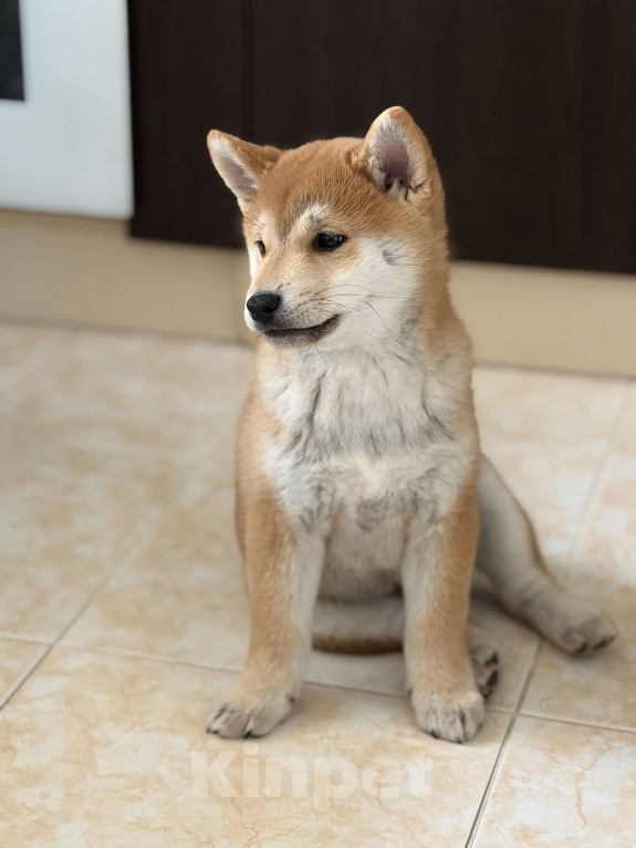 Собаки в Севастополе: Сиба-ину щенок мальчик Мальчик, 60 000 руб. - фото 6
