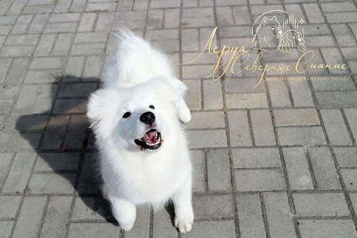Щенок Самоеда/Самоедской Собаки