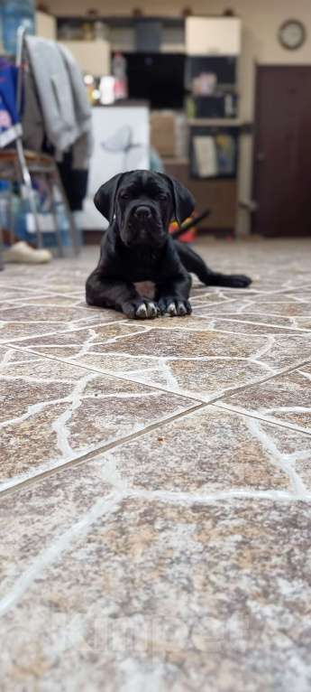 Собаки в других городах Московской области: Щенки Мальчик, 140 000 руб. - фото 3