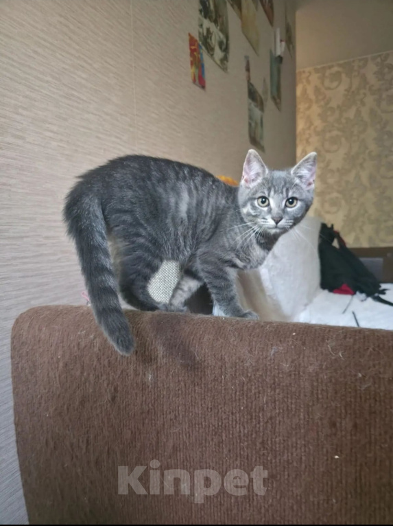 Кошки в Химках: Кошечка Девочка, 5 000 руб. - фото 2